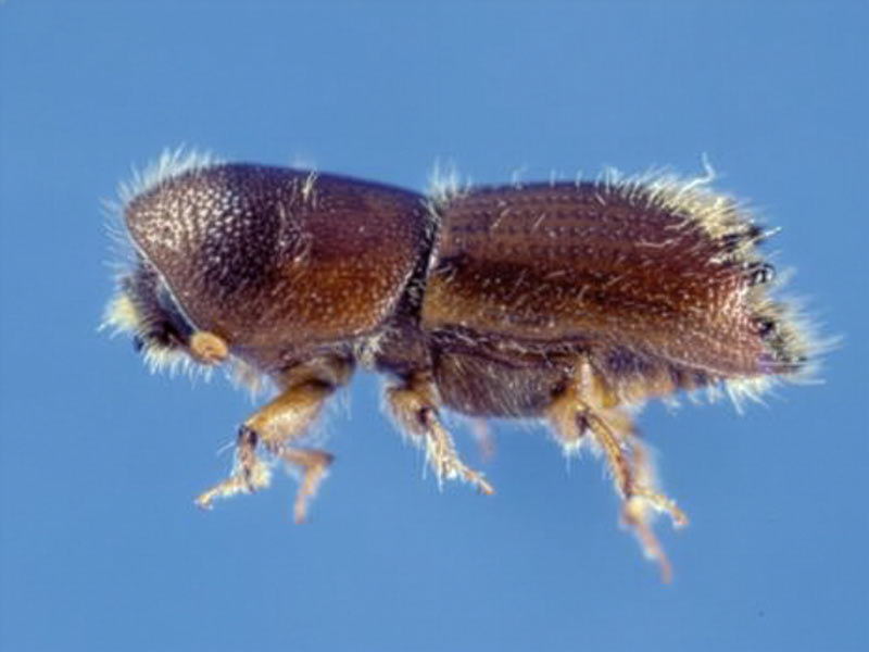 Eastern 5 spine engraver beetle