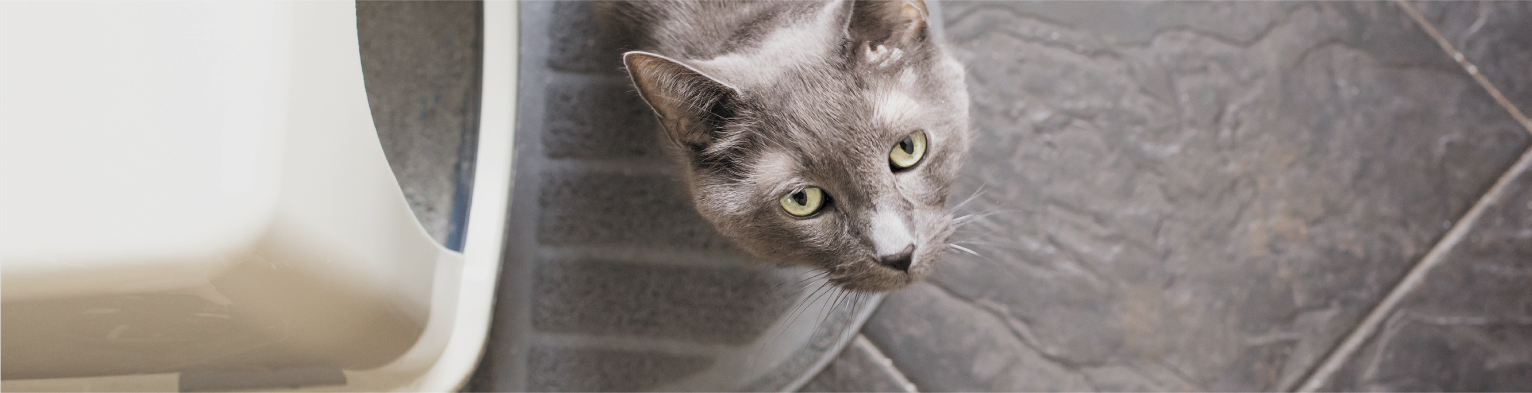 Grey cat with yellow eyes looking up at you after it stepped out of it's litter box onto grey tiles.