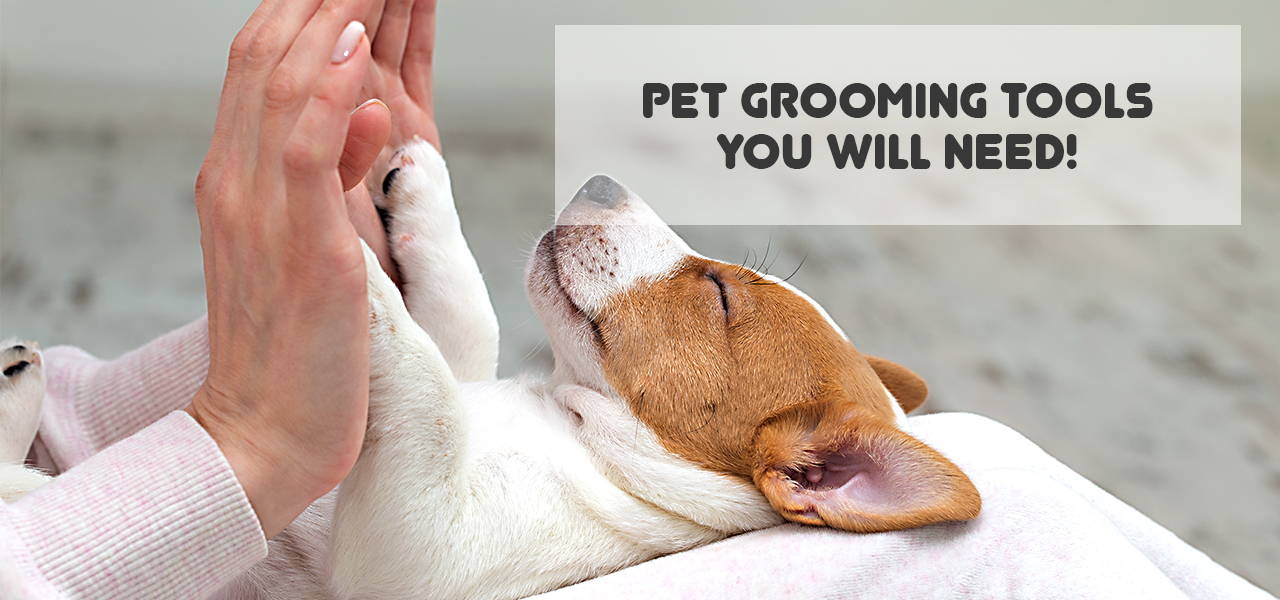 Pet grooming tools, accessories or equipment that you will need!