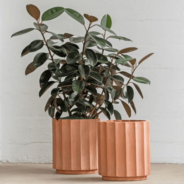 Fluted terracotta-colored outdoor planters with a rubber plant, styled as modern decorative pots for patios, entries, or indoor-outdoor spaces.