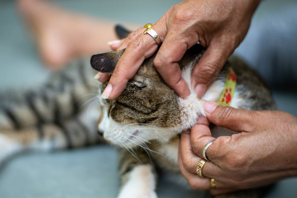 A kitten being checked for fleas