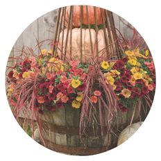 Photo scene of Supertunia Honey, Superbells Tropical Sunrise, Graceful Grasses Fireworks, Superbells Pomegranate Punch planted in a wine barrel outdoors