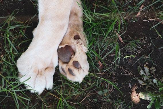 dog paws on grass