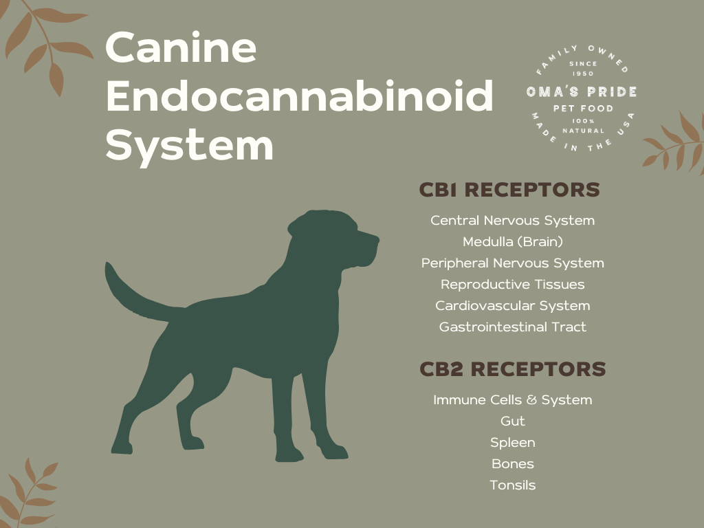 Diagram showing the endocannabinoid system in dogs with location of CB1 and CB2 receptors. 