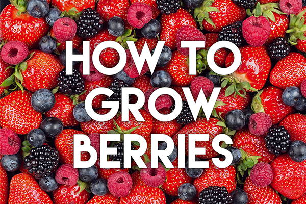 How to Grow Berries in the EarthBox