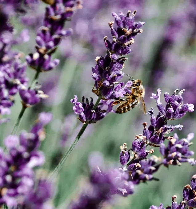 Eight Essential Oils for Repelling Bugs