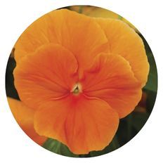 Up close photo of Proven Selections® Clear Orange Pansy