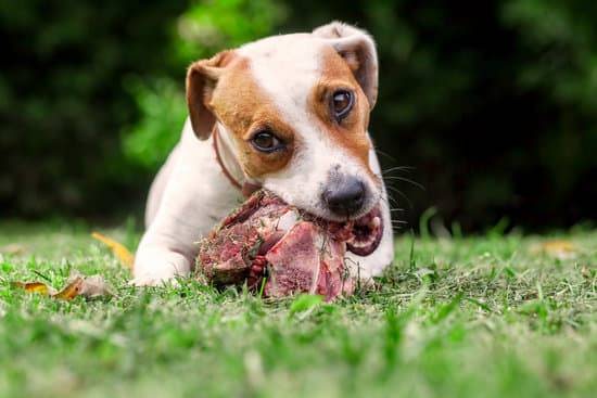 A Jack Russell Terrier lays on the grass and eats a rawhide bone