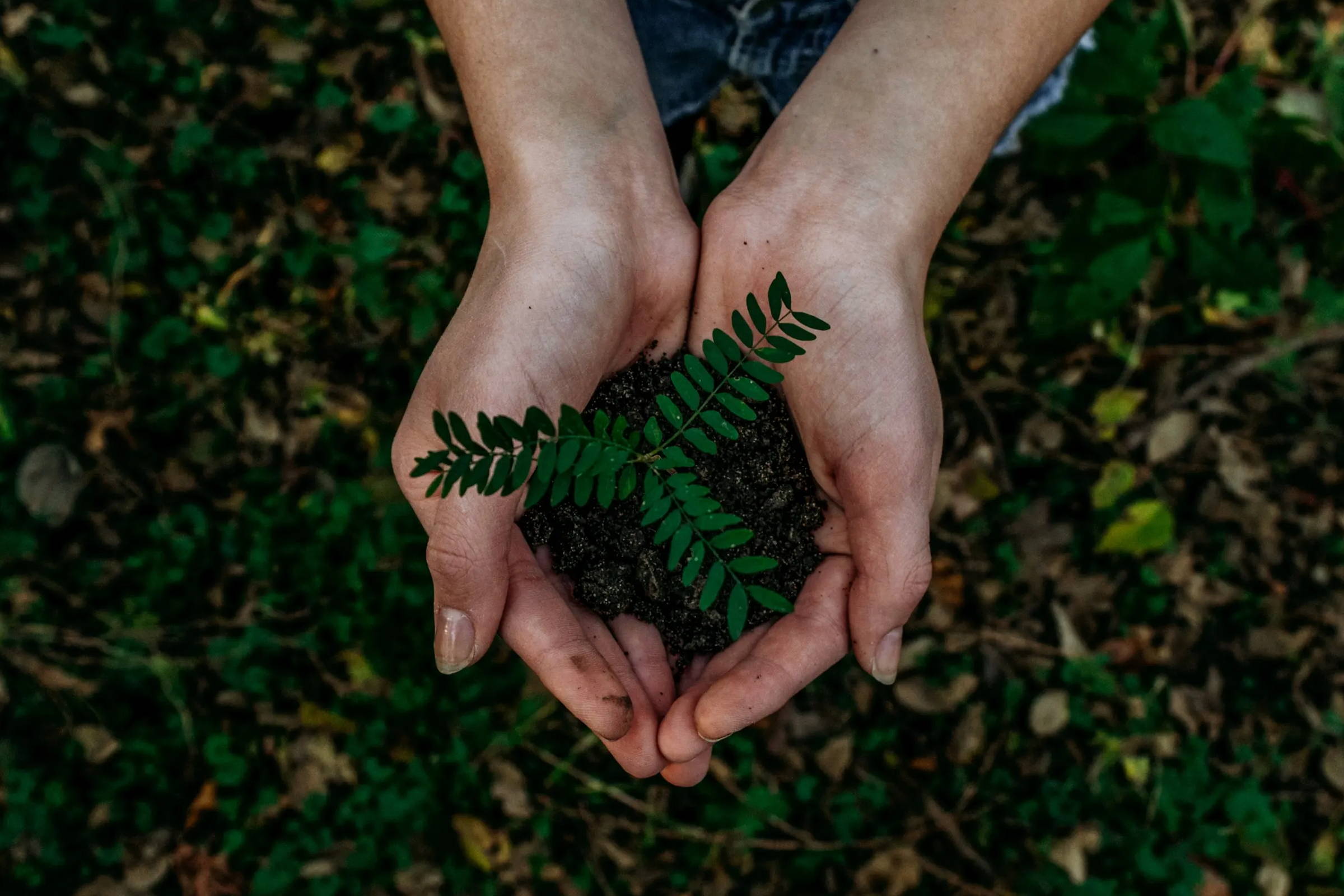 Image of hands holding a small plant in soil