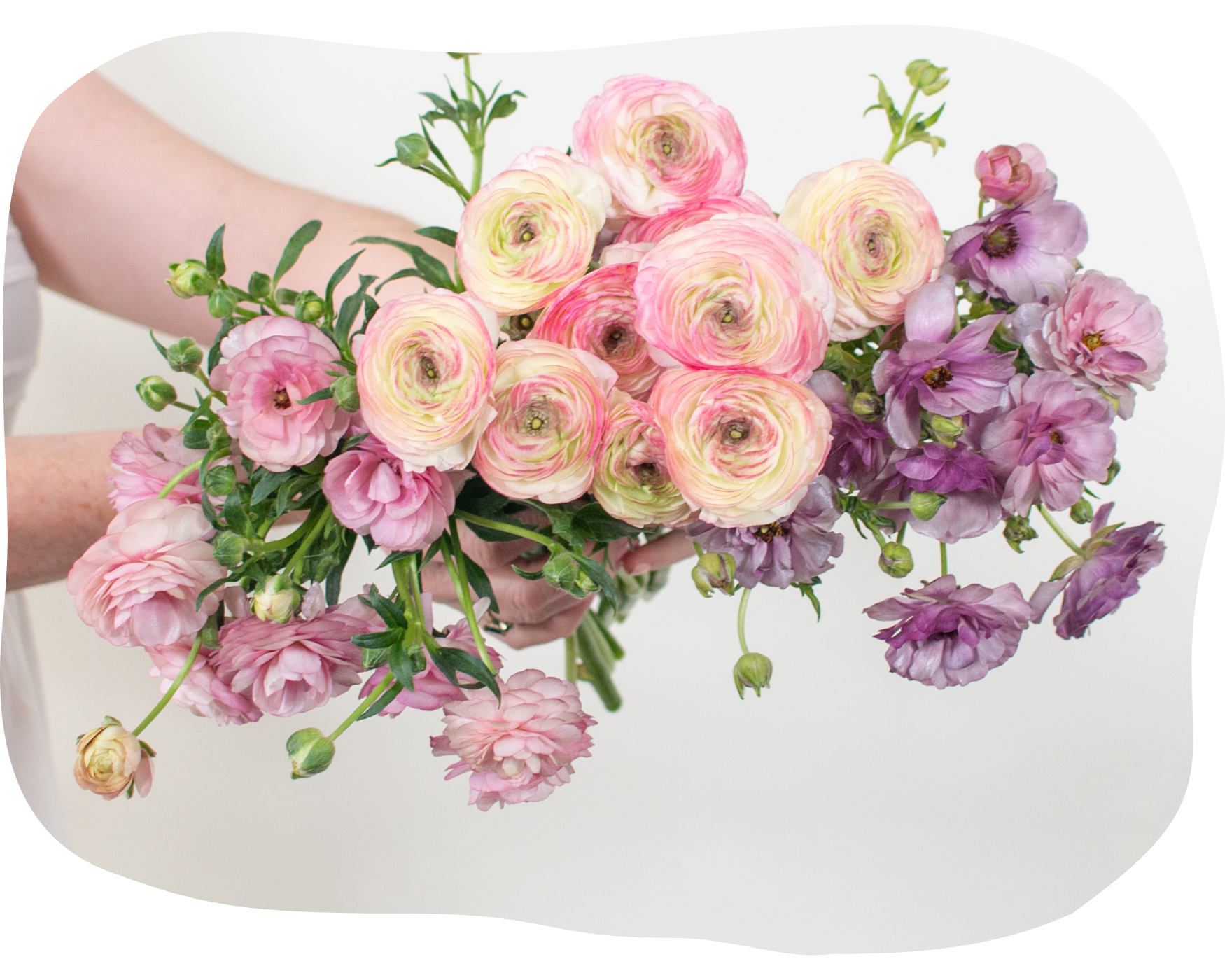 butterfly ranunculus