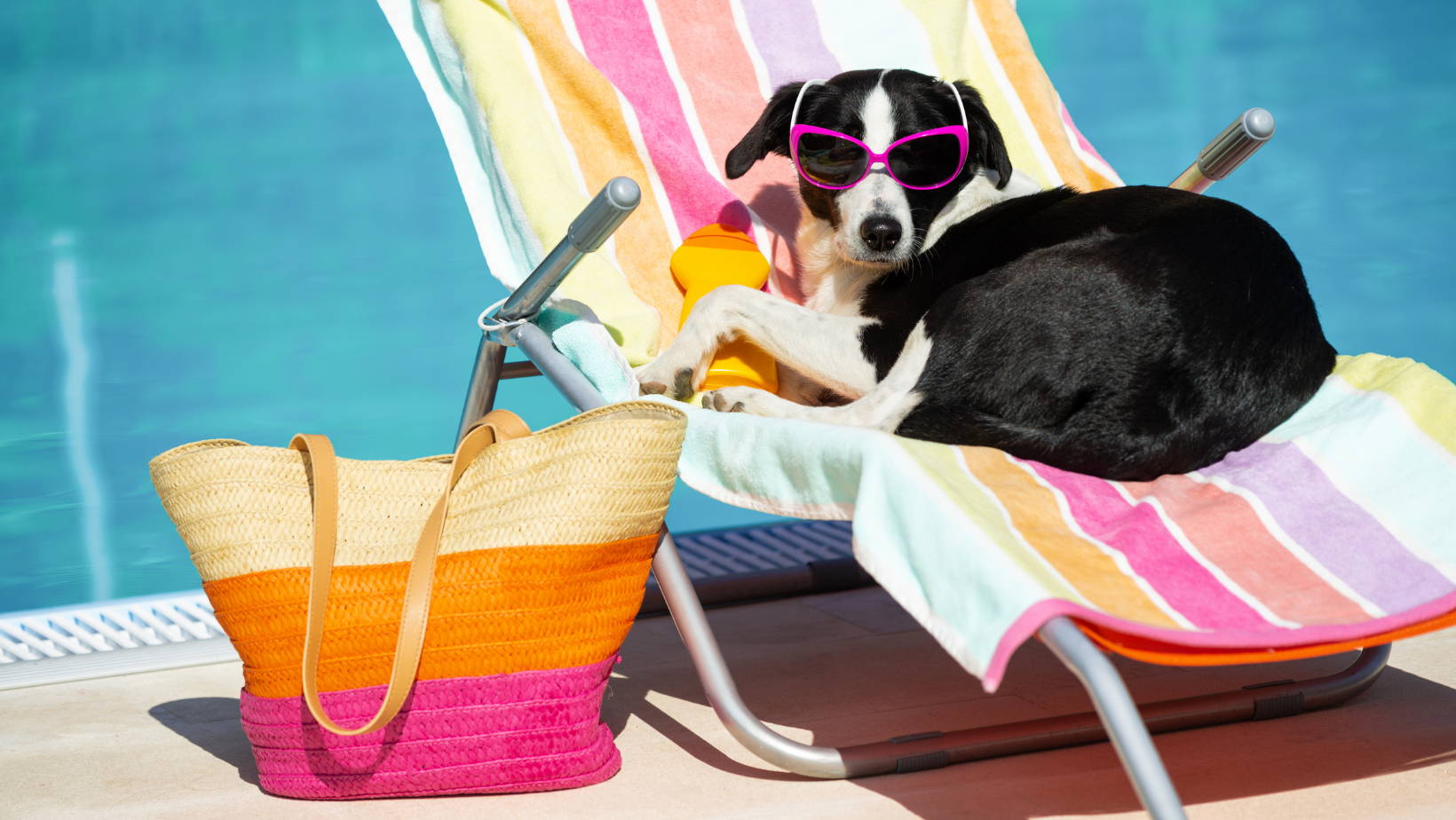 dog with sunglasses sunbathing on beach chair beside pool