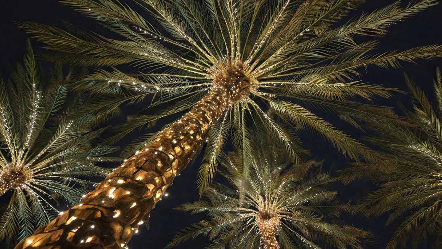 Palm trees wrapped in mini lights