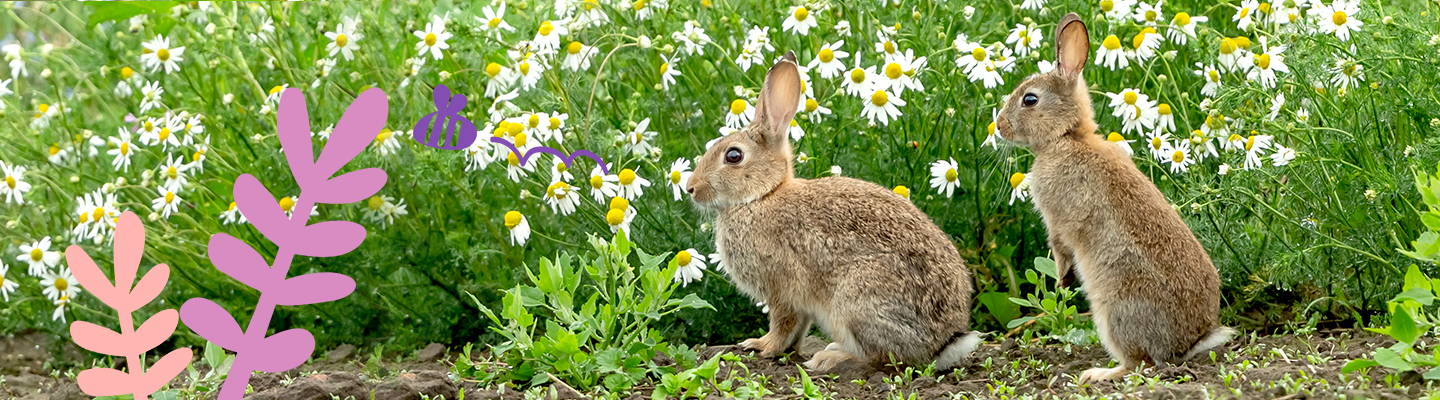 Two brown bunnies in a field of grass- Babo Botanicals