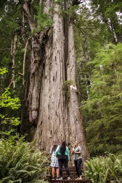 Aventura staff admiring huge redwood tree.