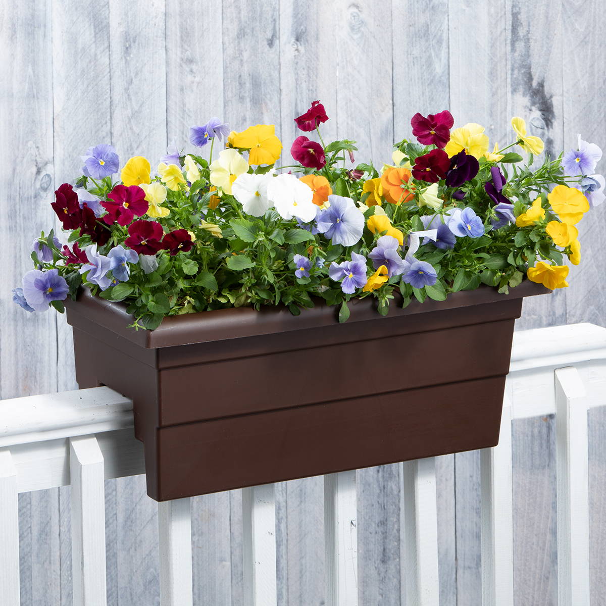 Brown railing planter planted with springtime pansies