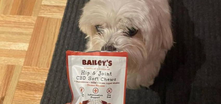 Image of a calm dog, accompanied by our Hip & Joint CBD Soft Chews product.