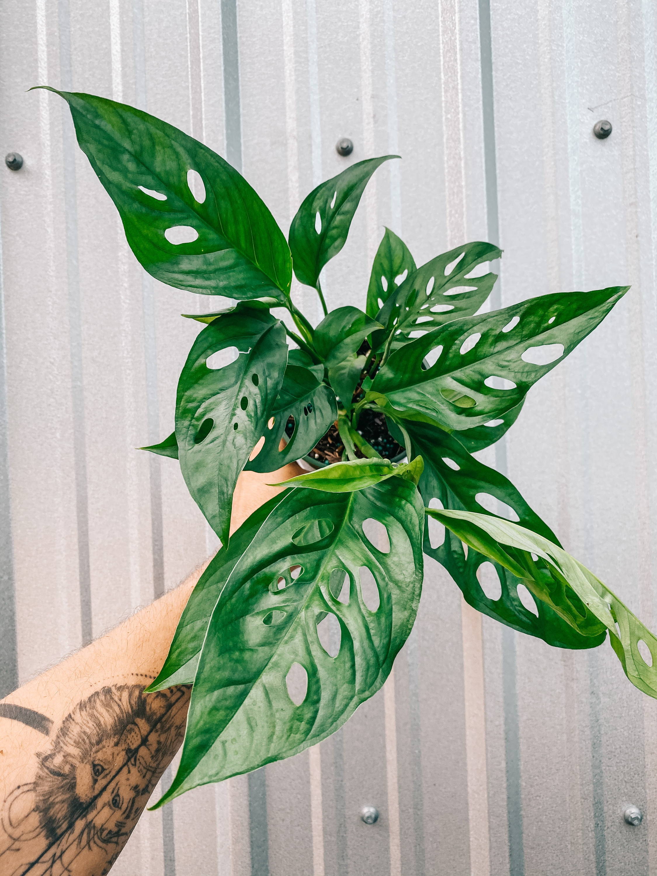 4 Monstera 'Thai Constellation' – BWH Plant Co