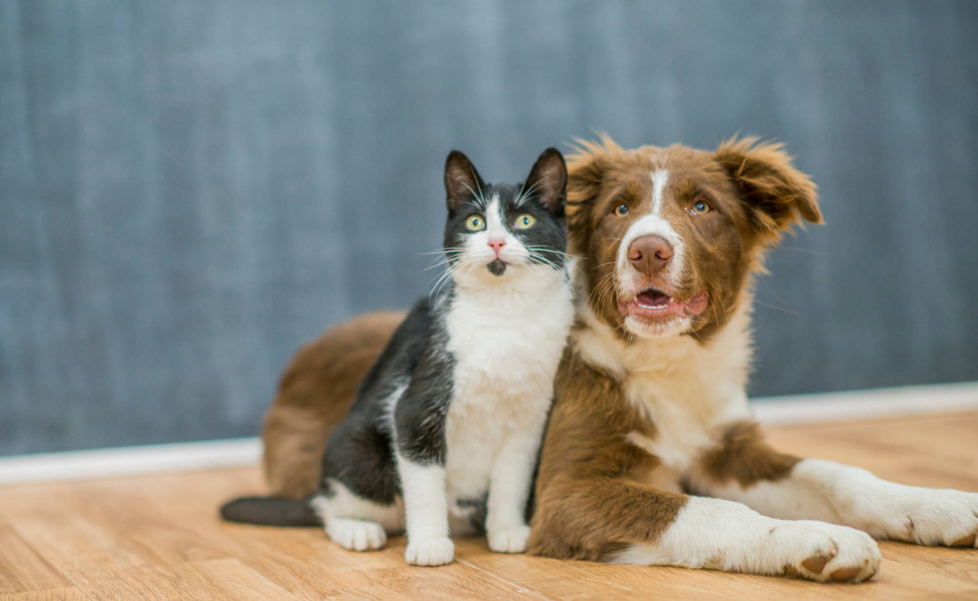 Cat and dog together. Learn your pet cues to make smooth introductions