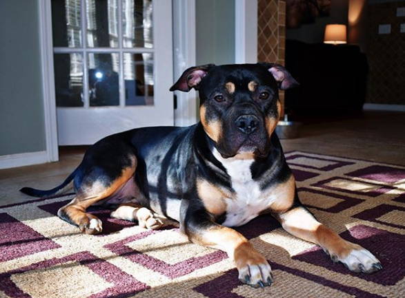 how much should a rottweiler pitbull mix weigh