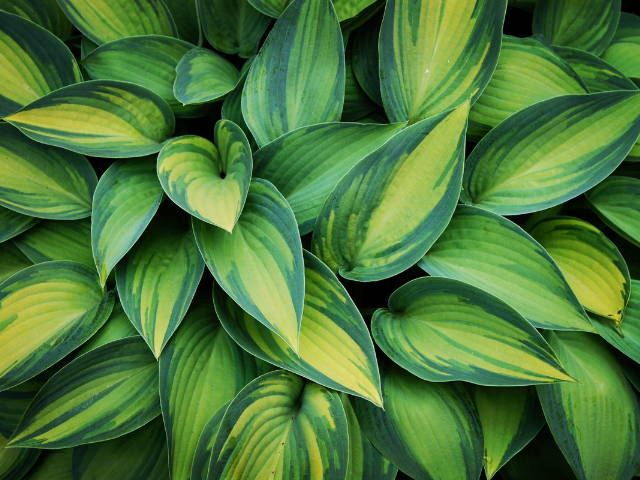 The dark green and yellow foliage of a hosta