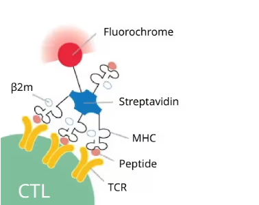 Diagram of CTL interaction with MHC, peptide, and TCR components.