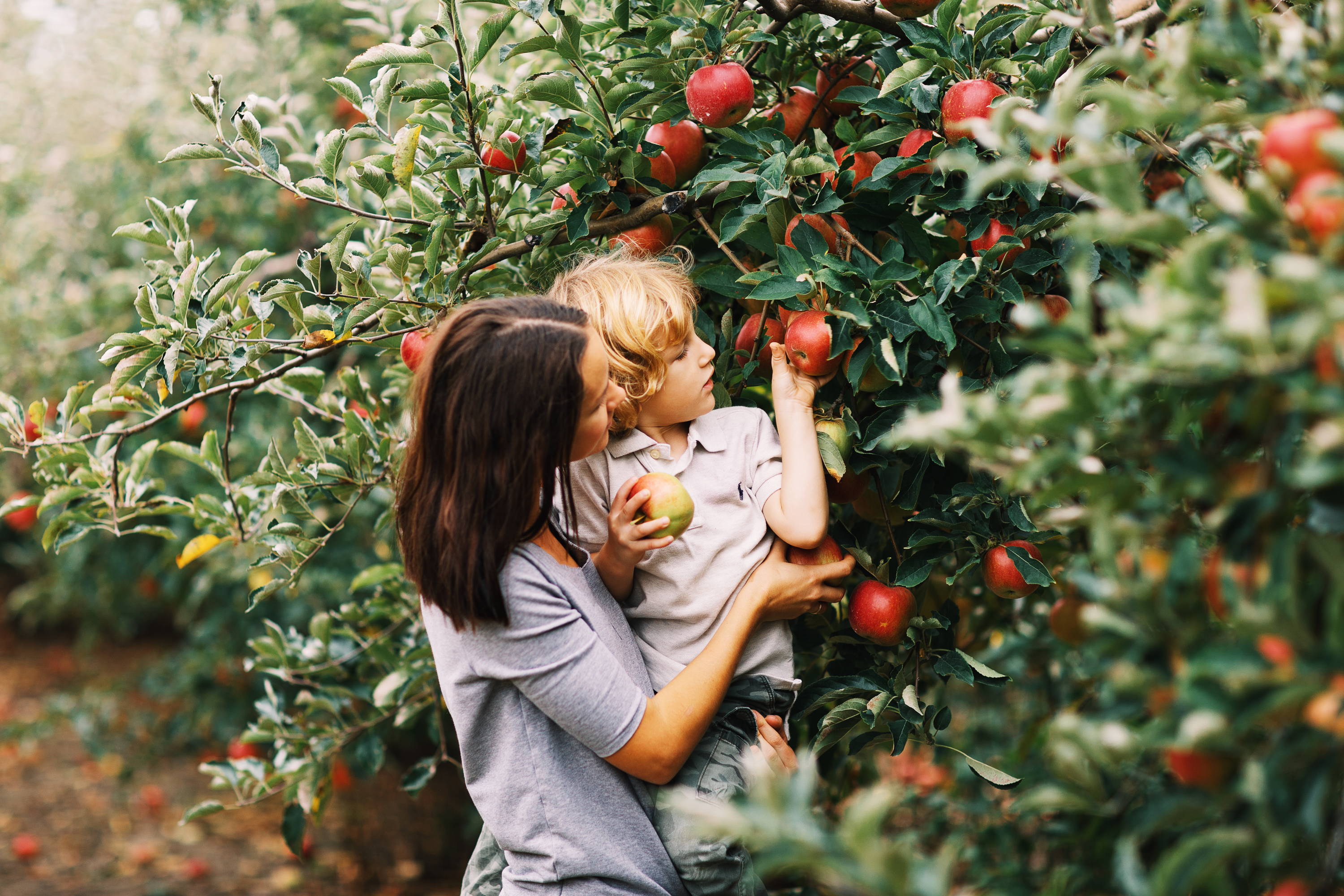 local winery; harvest; harvest season; farmers market; fresh produce