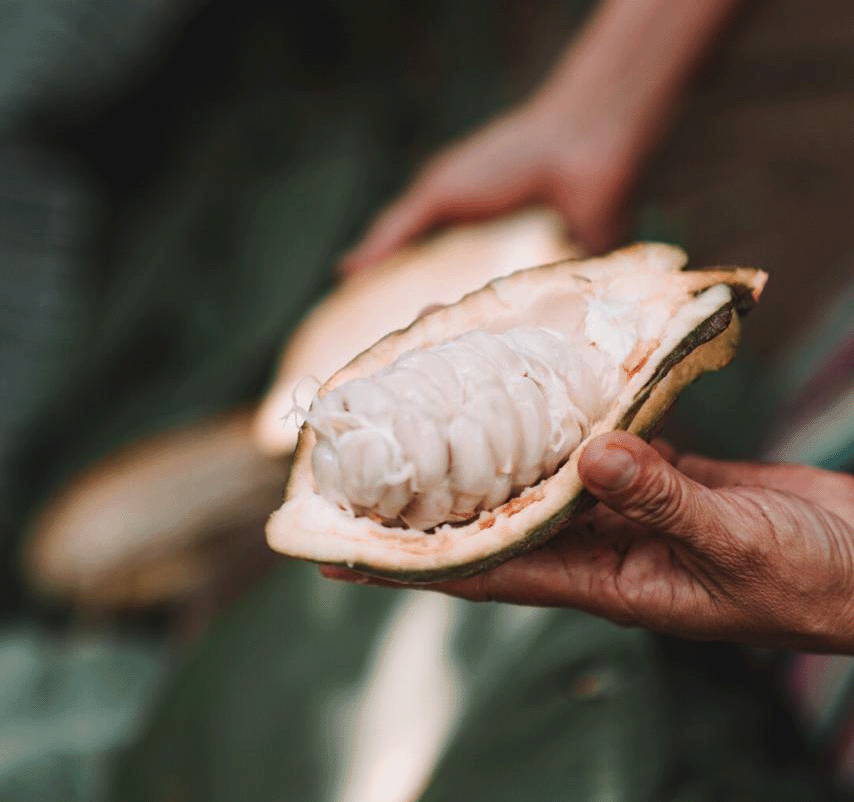 Raw Cacao Pod for Ceremonial Cacao