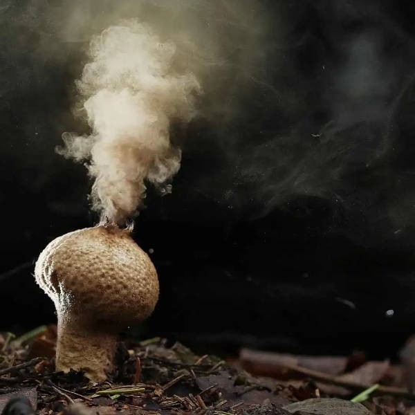 a mushroom releasing spores