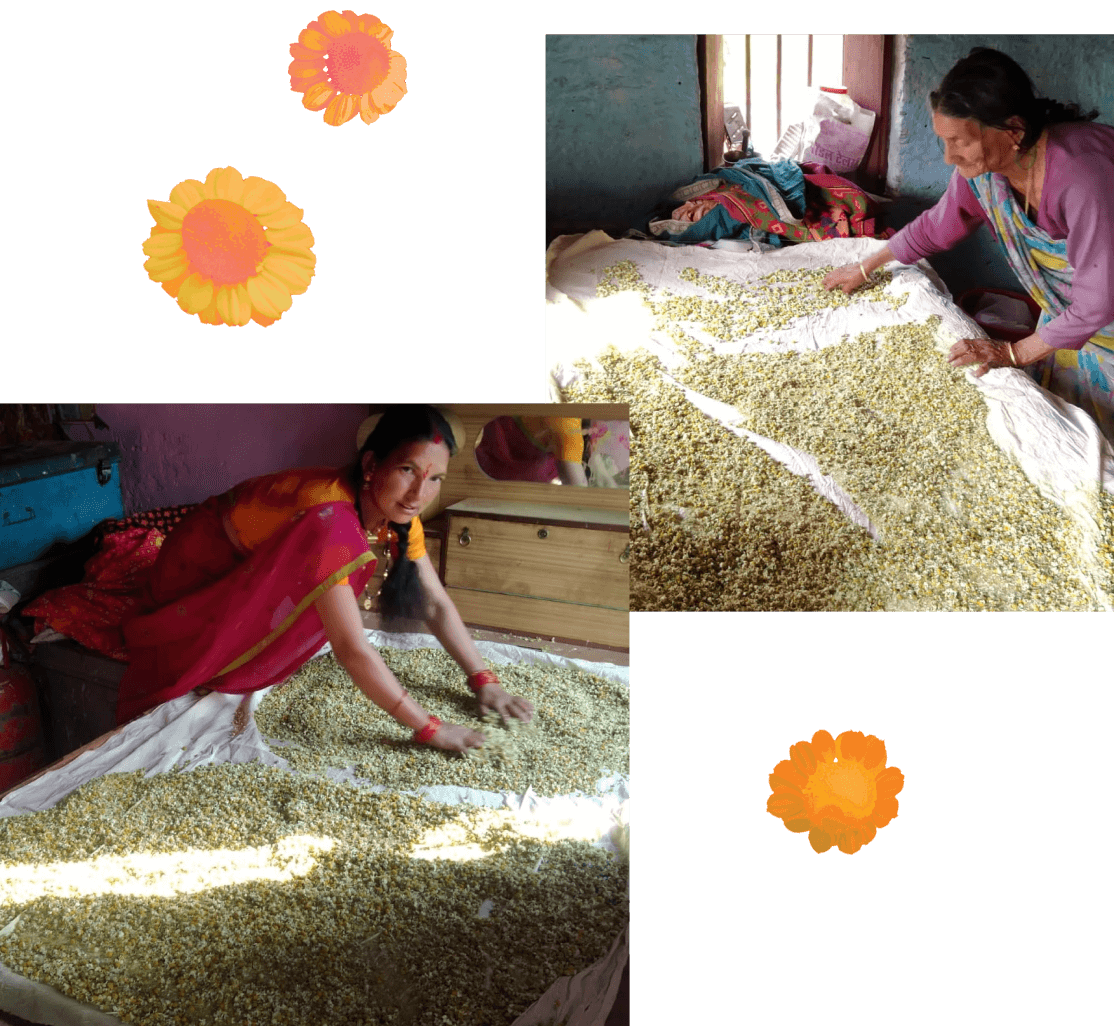 image of women with himalayan chamomile tea 