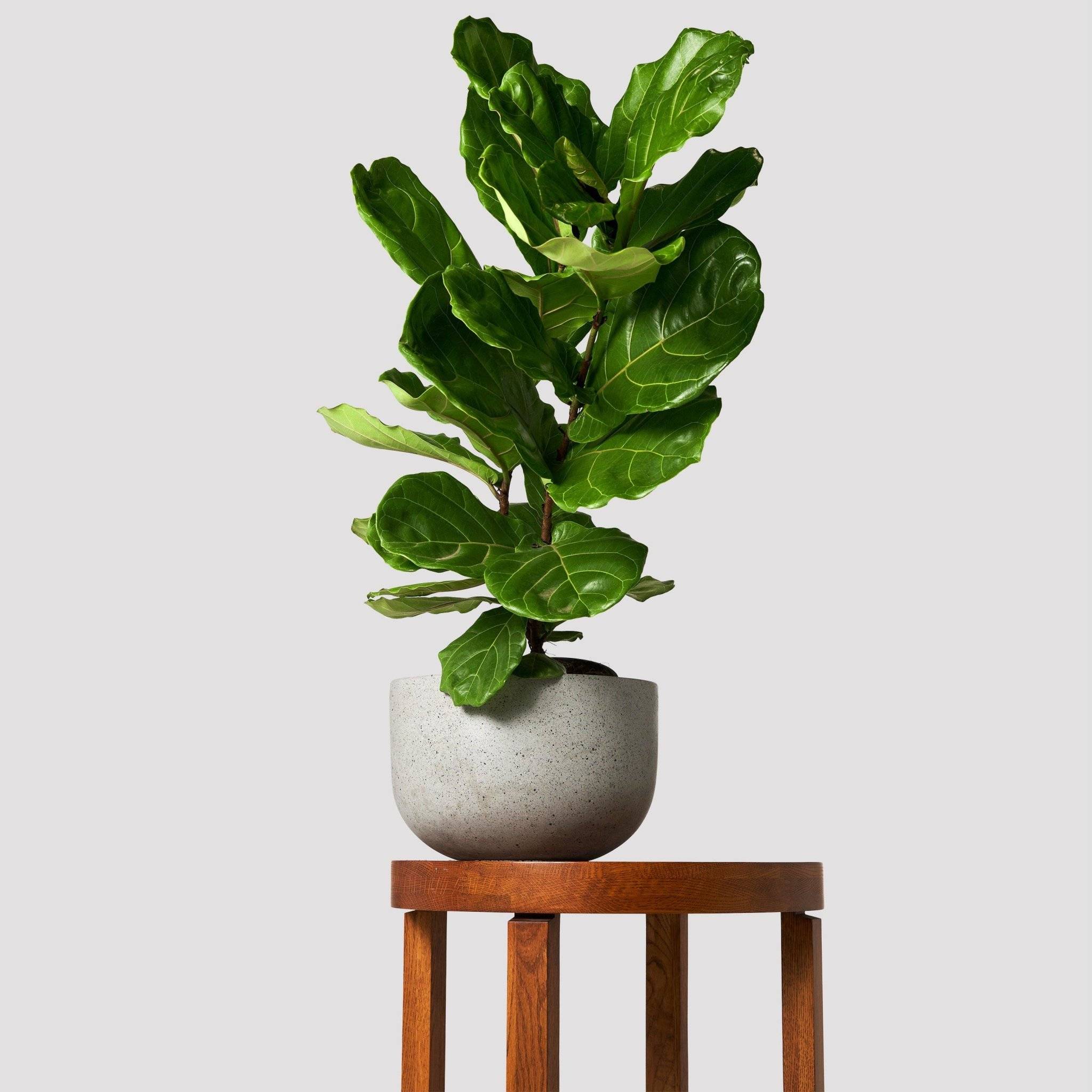 Fiddle Leaf Fig in Pierre Terrazzo Pot Grey on table at The Good Plant Co