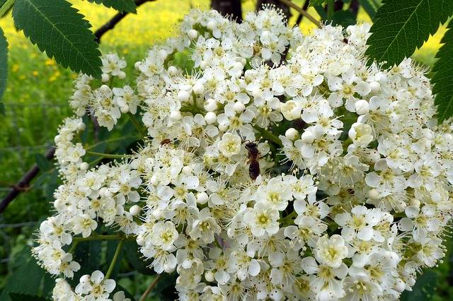 Rowan blossom