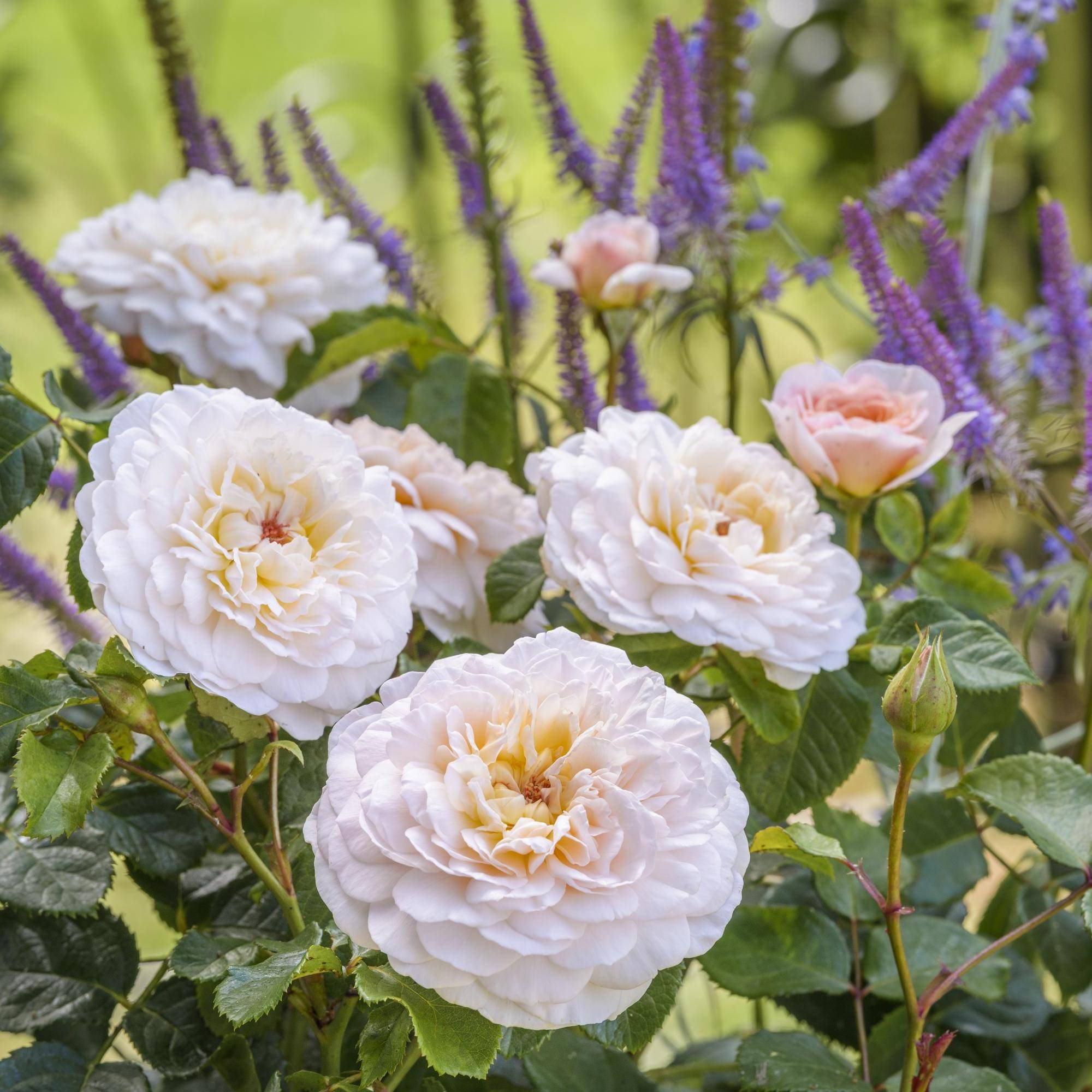 Emily Bronte - Light Pink and Apricot English Shrub Rose