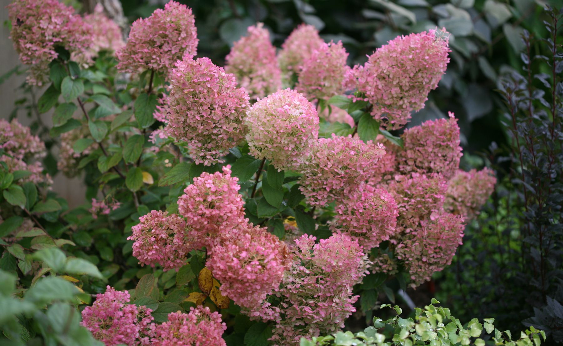 Photo of Bobo® Panicle Hydrangea planted in an outdoor garden
