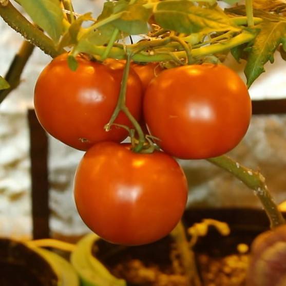Ripe Tomatoes in a Grow Tent