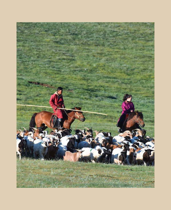 Mongolian herdsman on horseback with their goats.