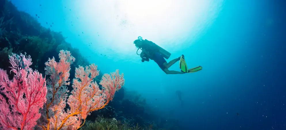 Scuba diver with coral 