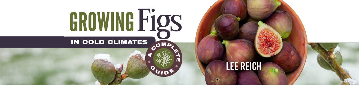 Growing Figs in Cold Climates
