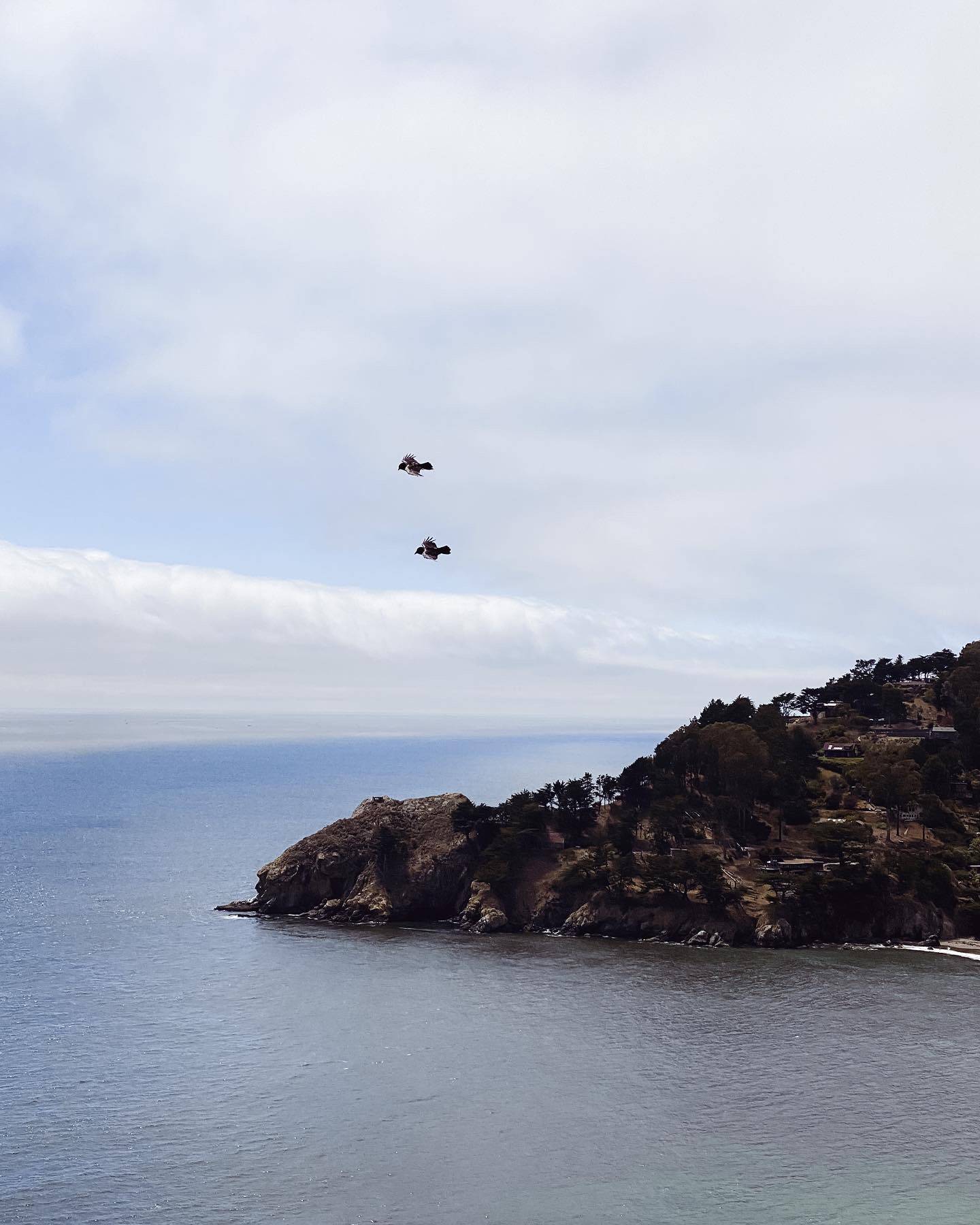 Artist Patricia Vargas visits Muir Beach, CA - Two birds flying