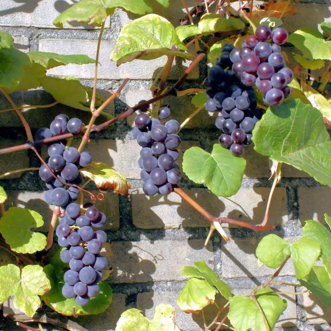boskop glory grape vine