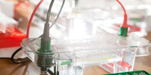 Western Blot Protocol