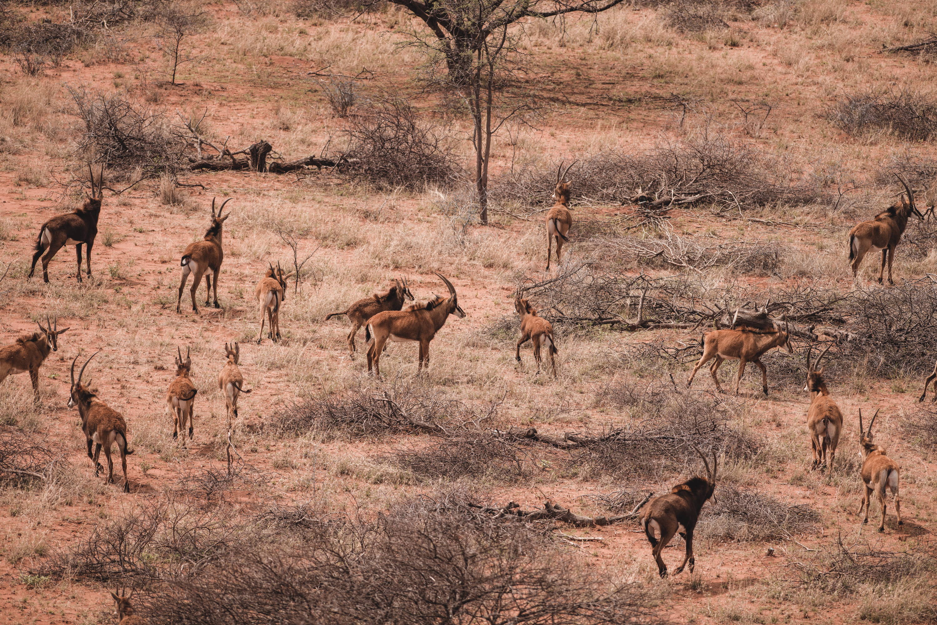 Jakt och Safari Sydafrika