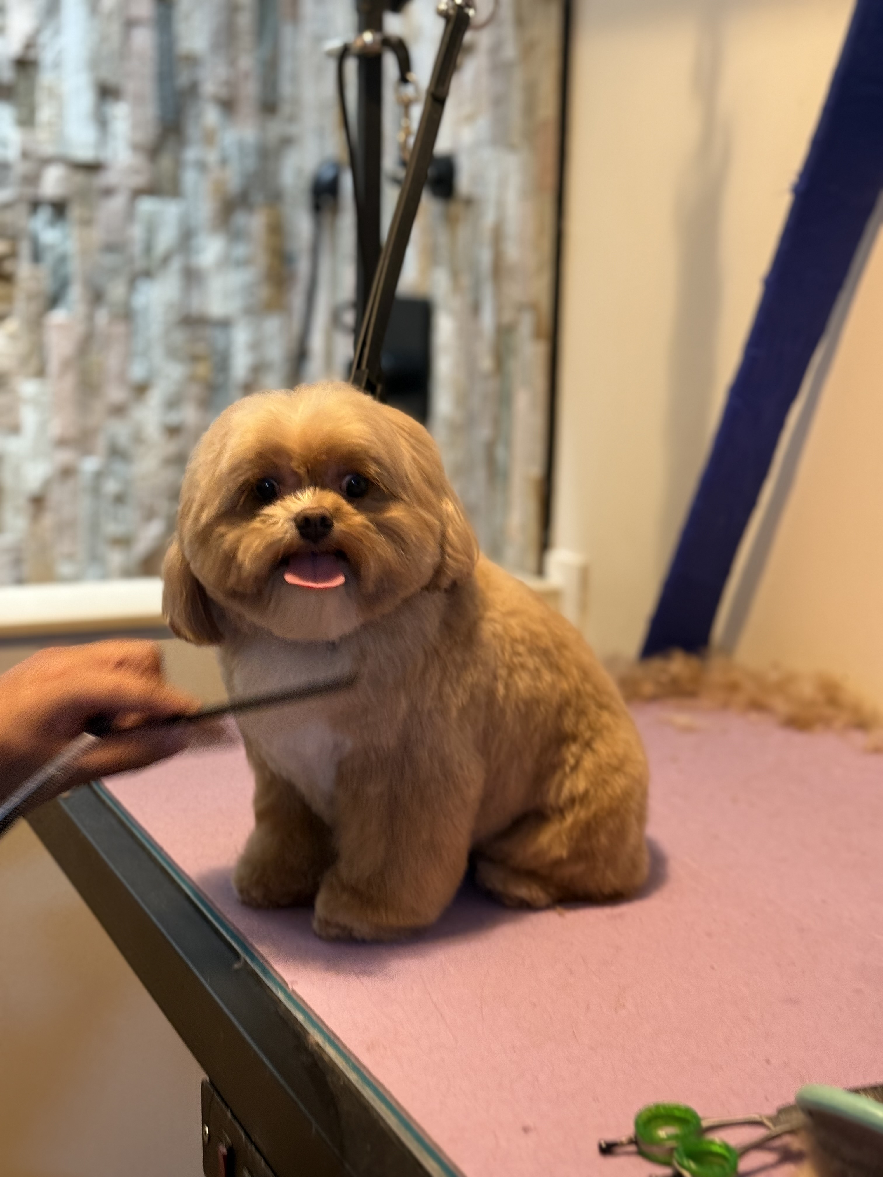 Small brown dog with a rounded haircut