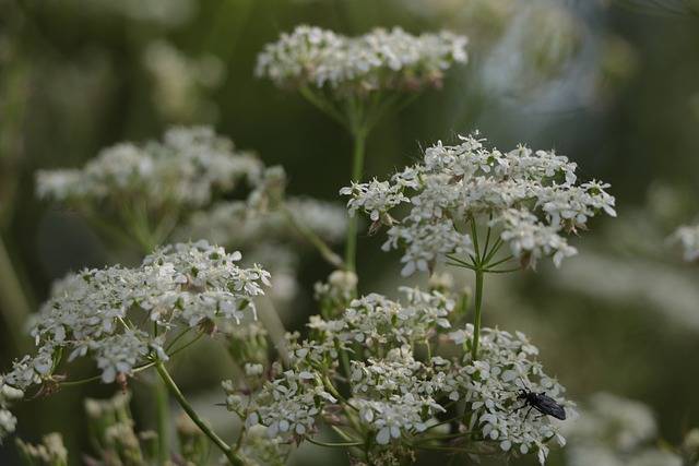 Cow parsley