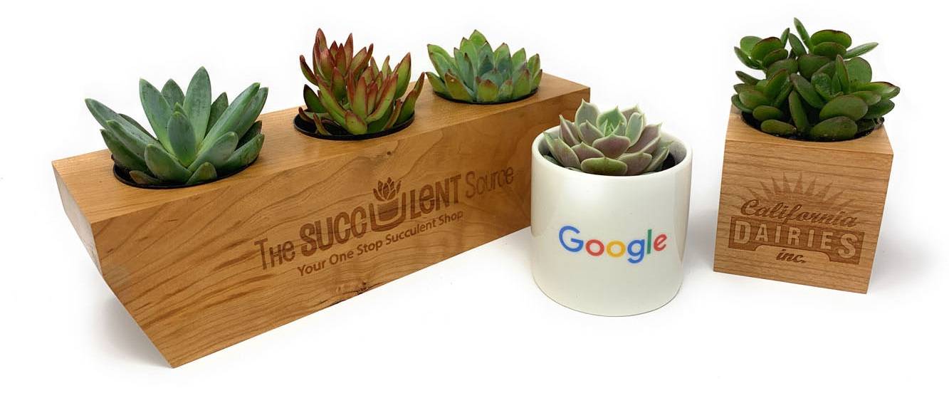 Corporate Branded Client Succulent Office Recognition Gift Favors