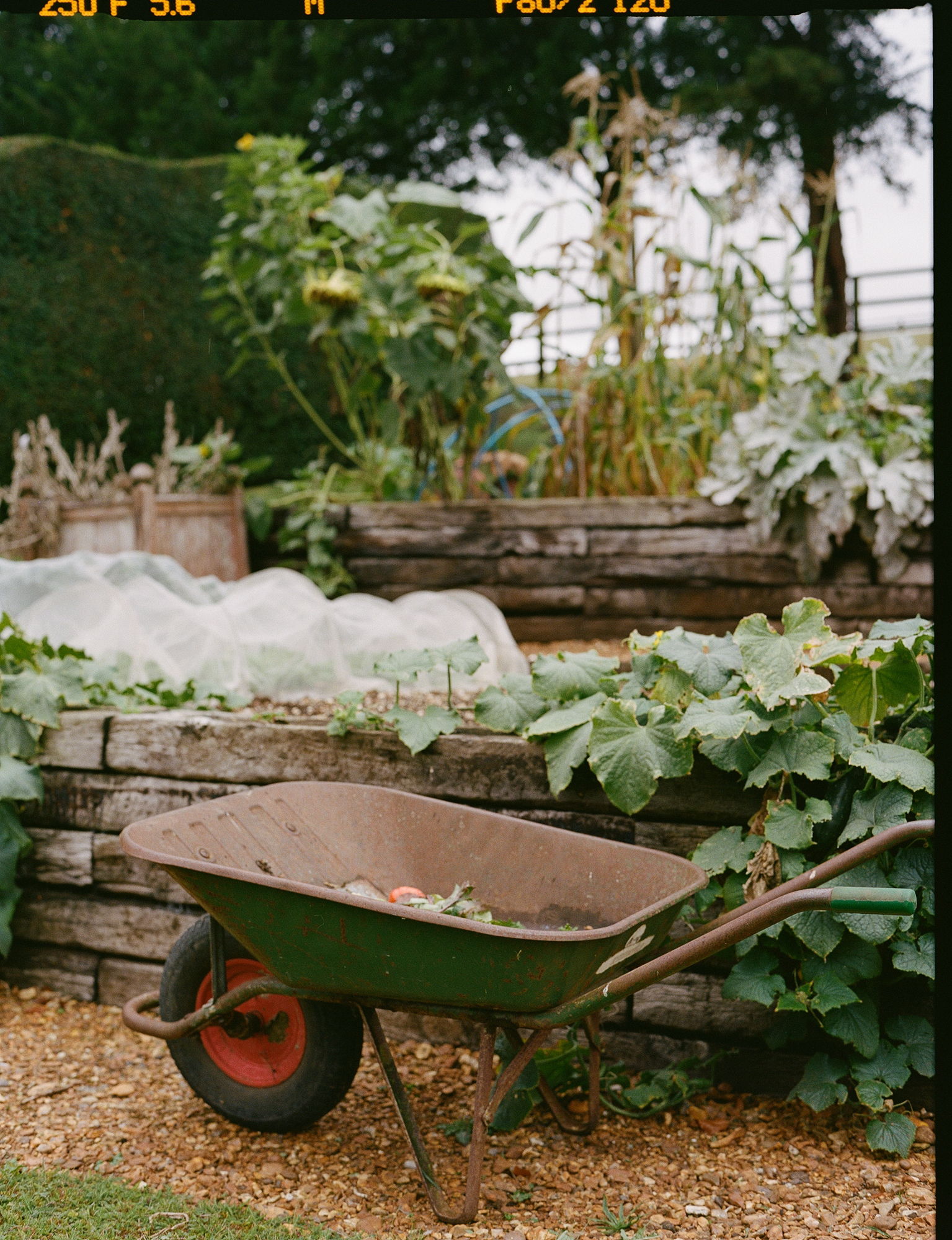 A wheel barrow in a garden in Salcombe, UK