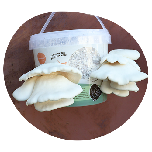 Snow White Oyster Bucket Ready To Harvest