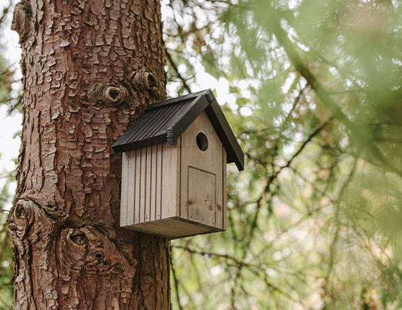 nest box hanging on tree trunk 