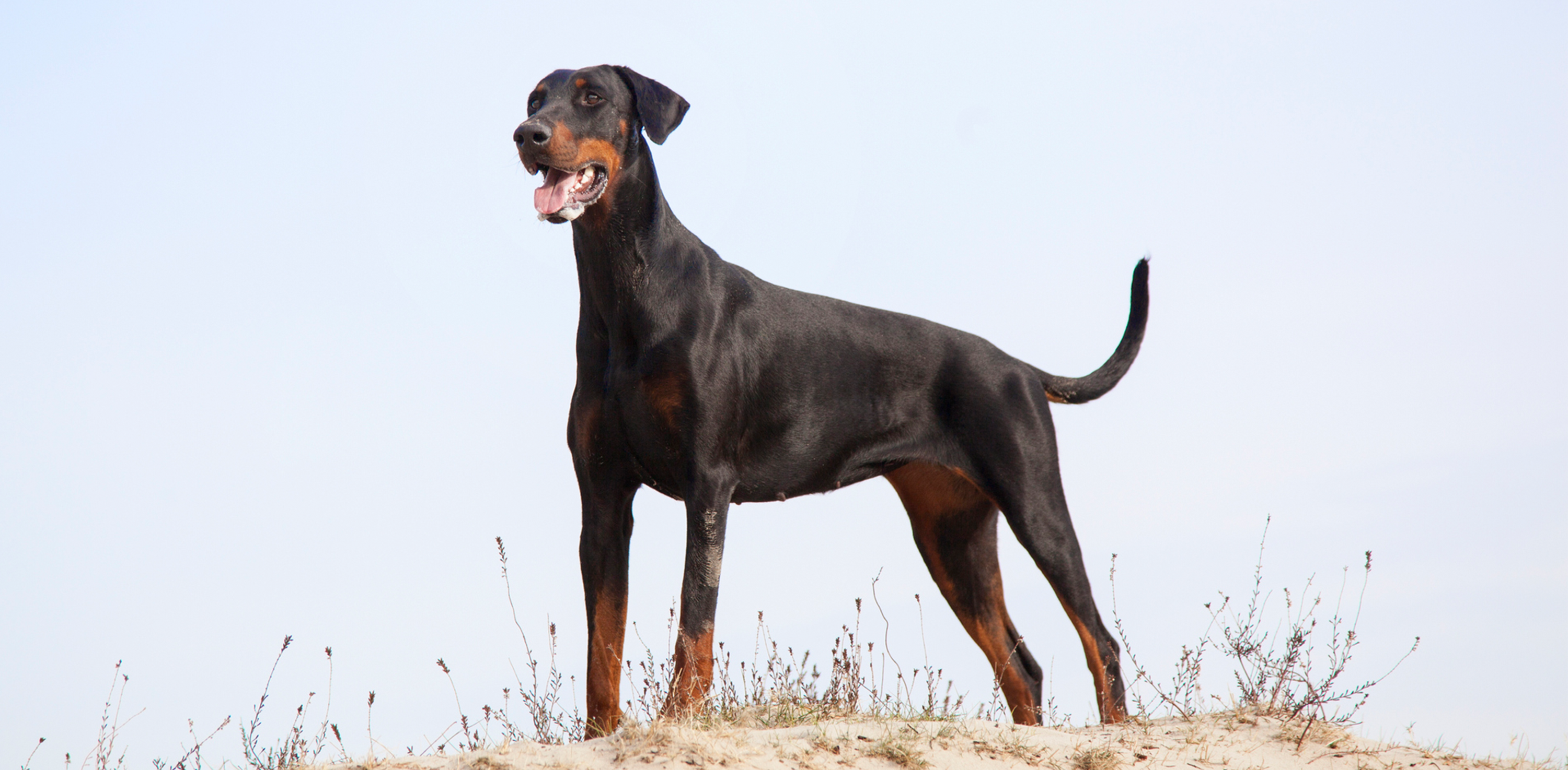 do dobermans need a lot of attention