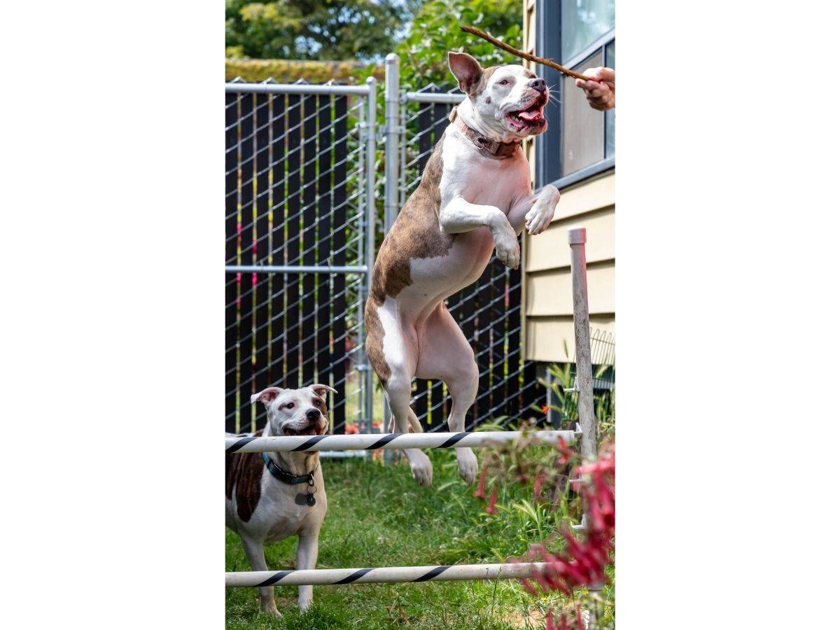 dog agility
