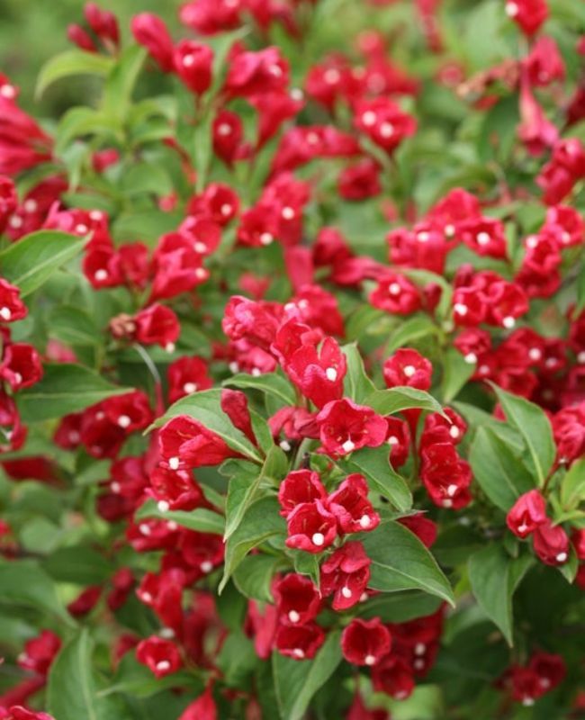 Photo of Weigela Sonic Bloom Red